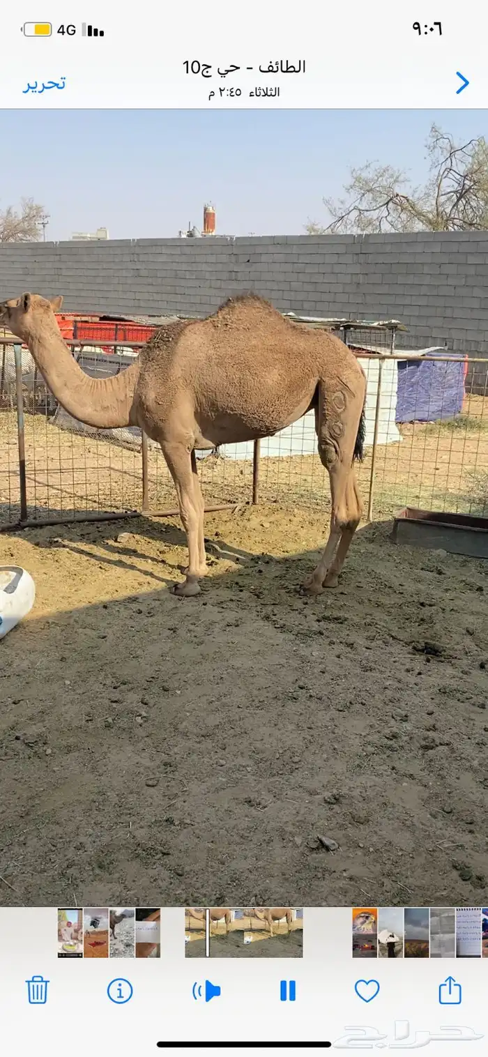 بكره لقيه للبيع 1