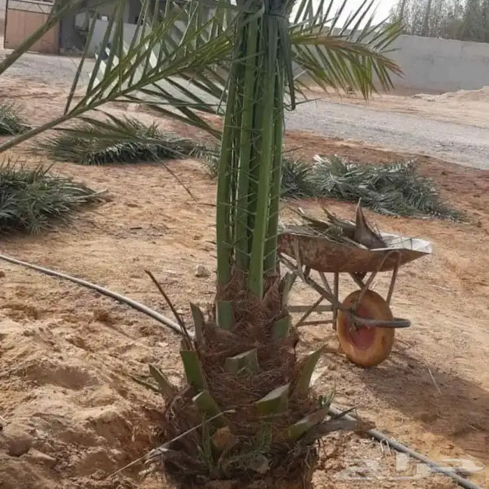 نخل عربي واشنطني خلاض برحي صقعي شيشي مجدول سكري فسايل 4