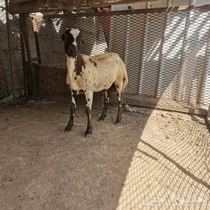 خروف للبيع 0