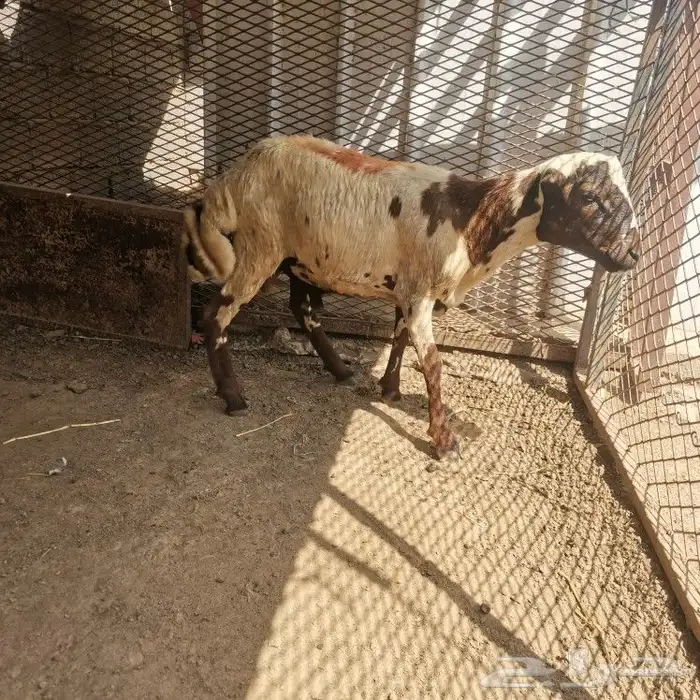 خروف للبيع 1