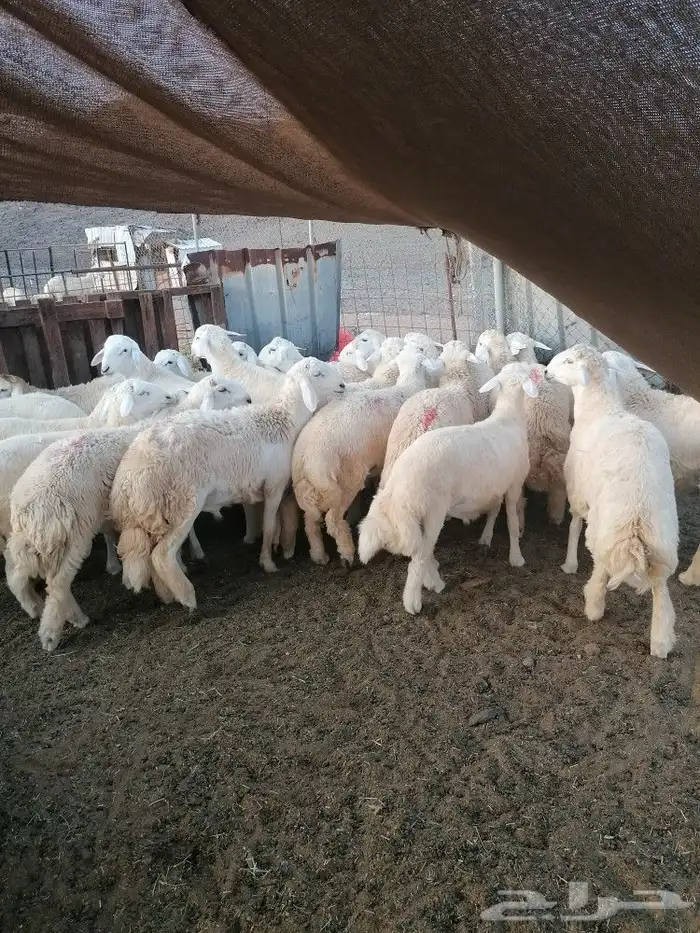 طليان ورخال حلال بر ونضيف ويوجد ذبح وتوصيل 2