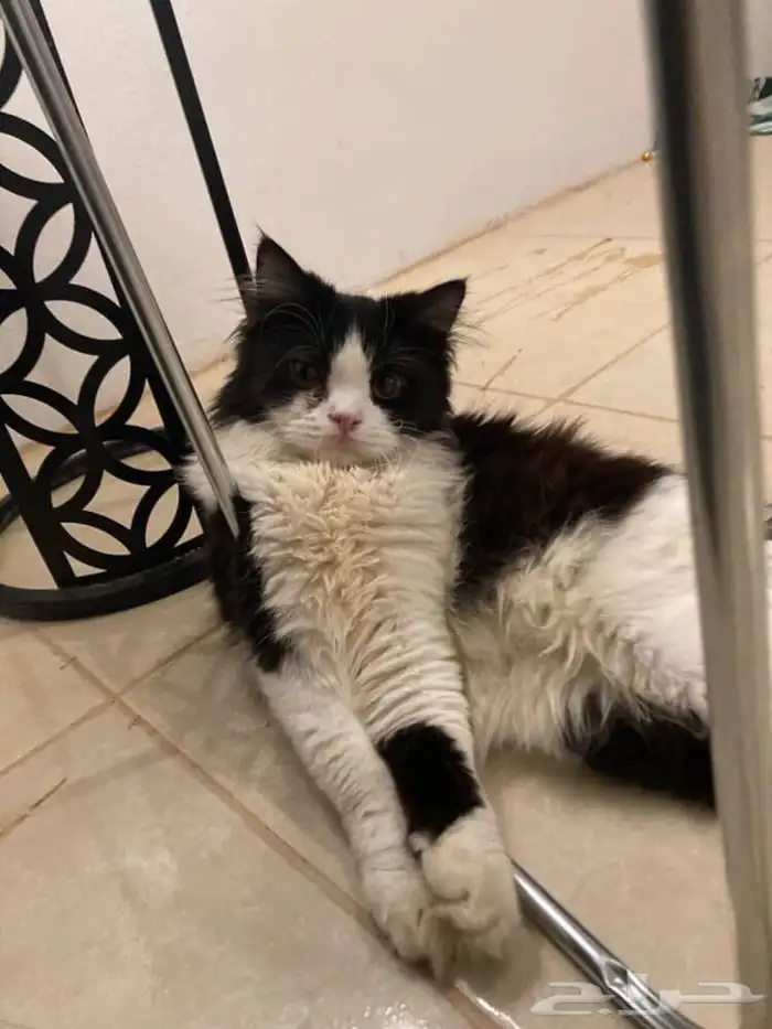 قطط ذكور للتبني معقمه ومطعمه 0