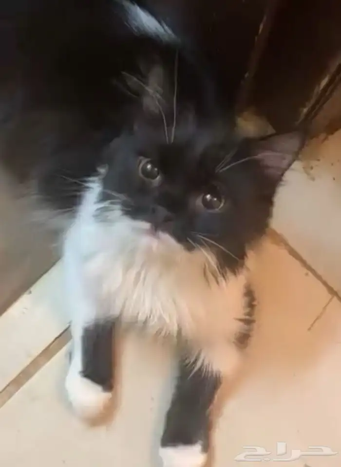 قطط ذكور للتبني معقمه ومطعمه 2