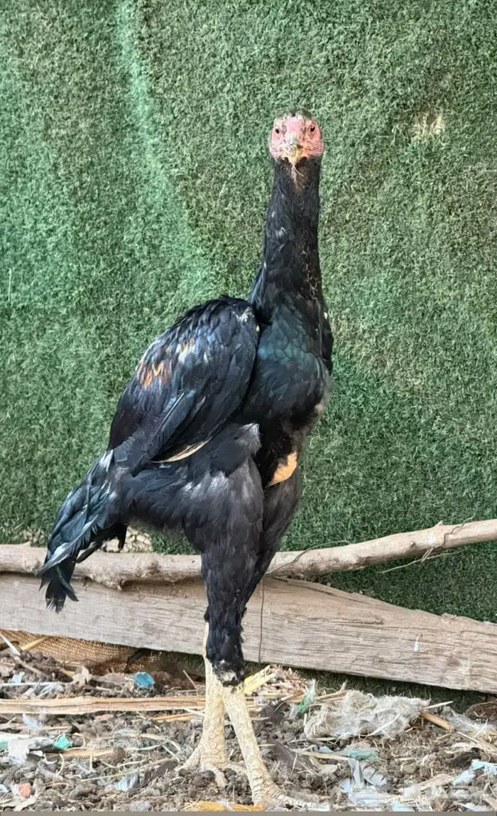 فرخ ديك شامو الماني 0