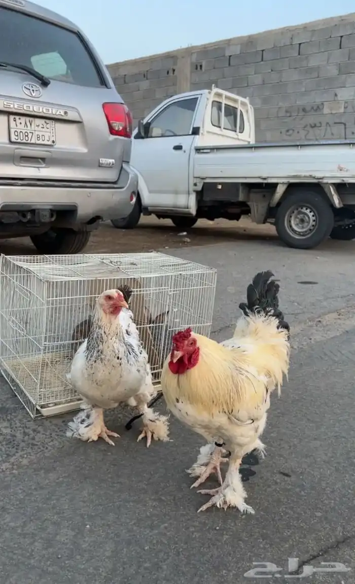 ديك براهما 0