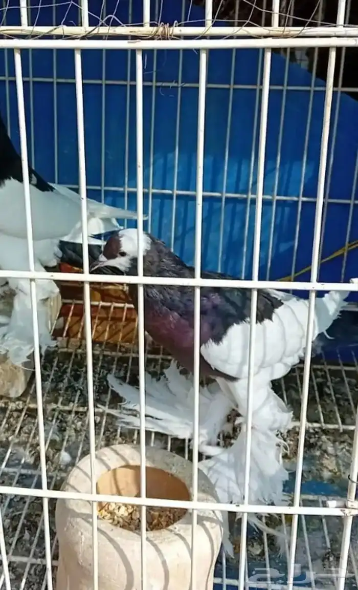 للبيع حمام 2