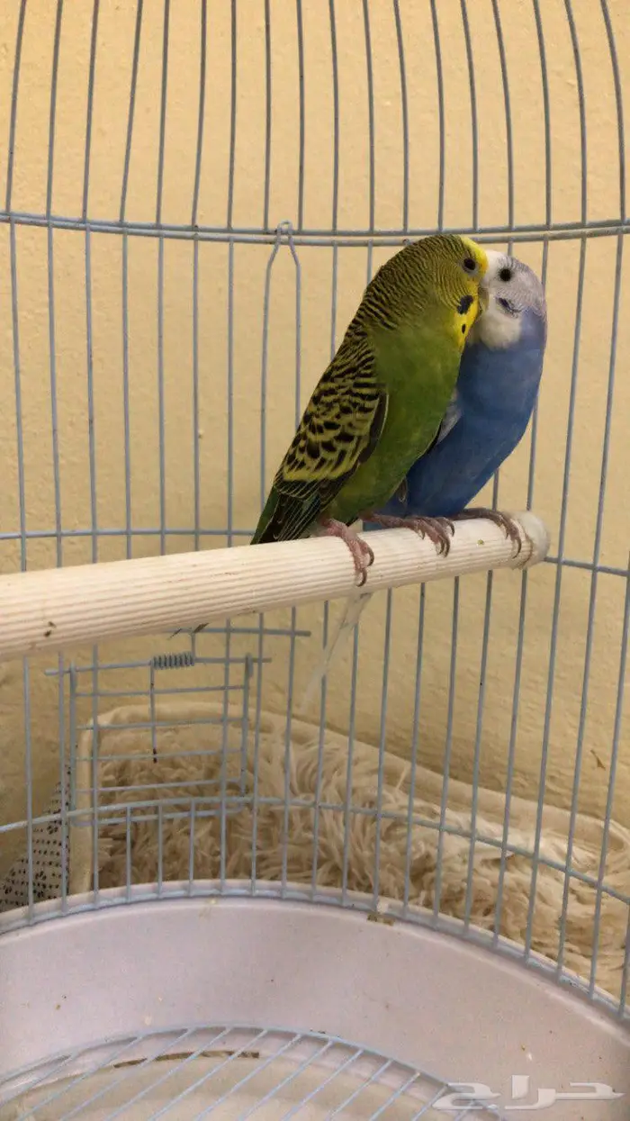 طيور بادجي 1