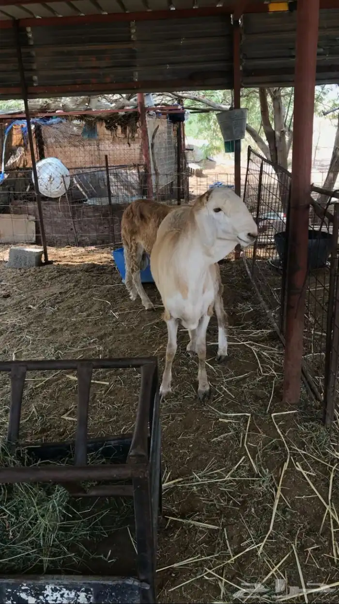 طلي سواكن جبر 0