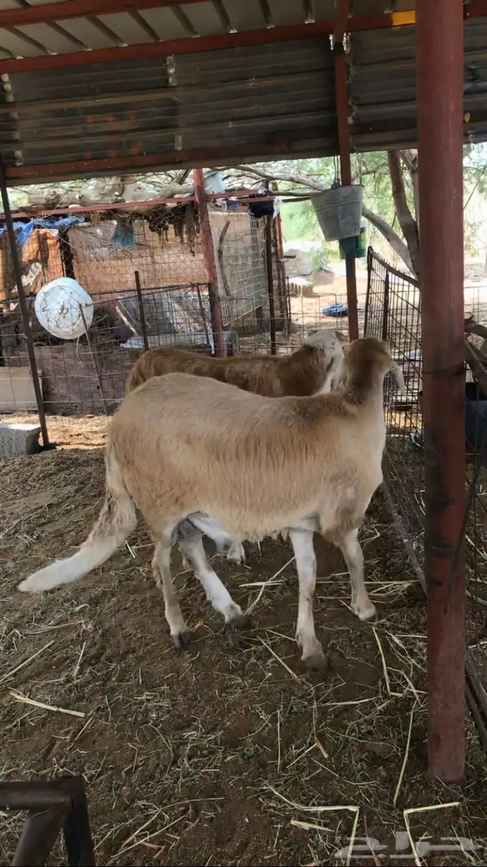 طلي سواكن جبر 2