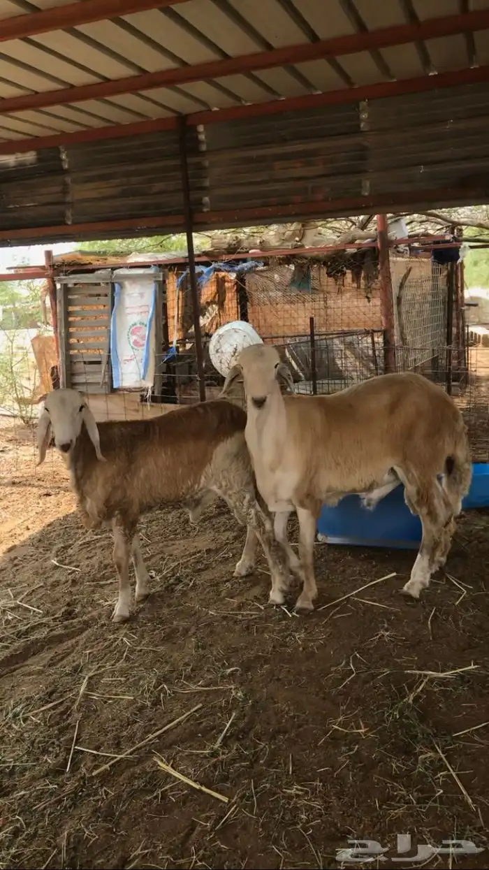 طلي سواكن جبر 1