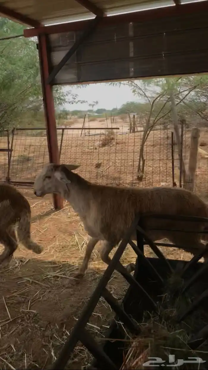 طلي سواكن جبر 3