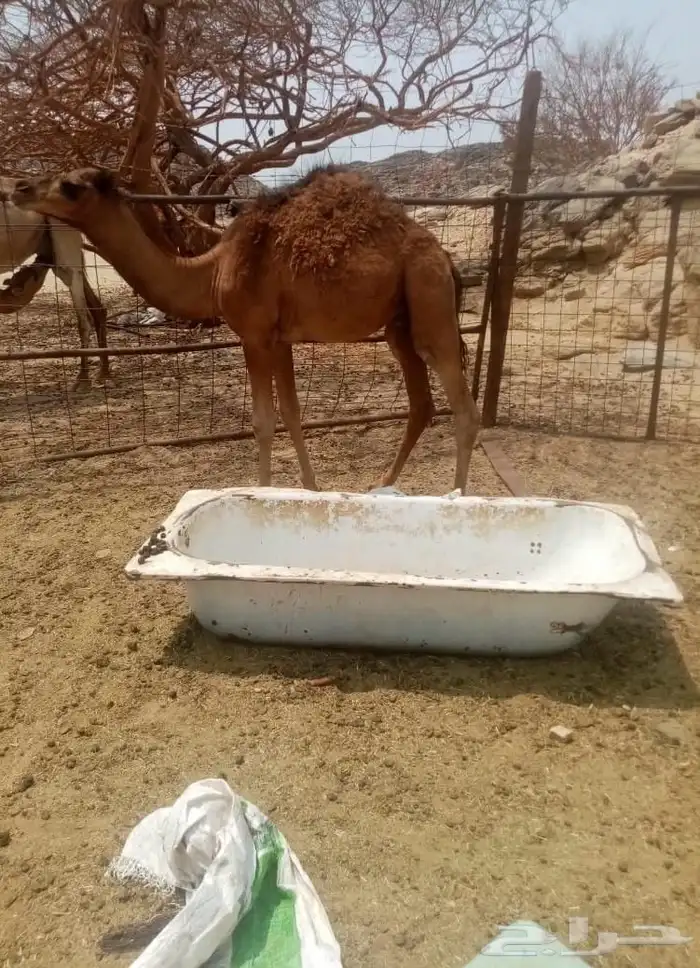 جمل احمر ساحلي 2