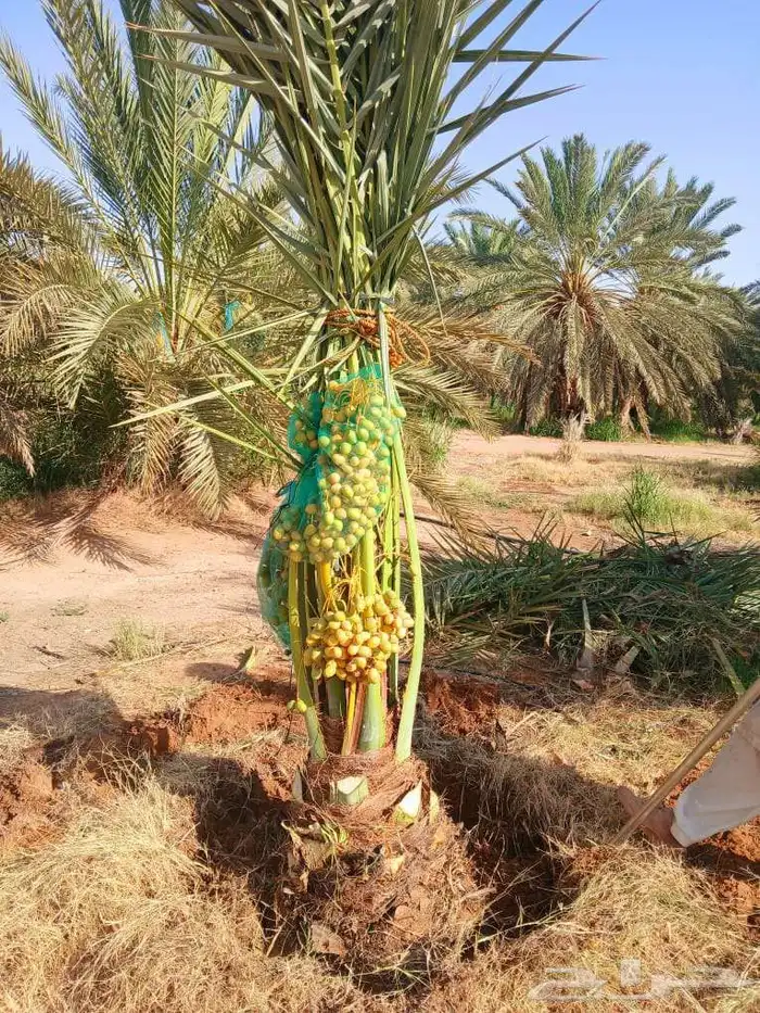 نخل للبيع نقايل جثايث خلاص صقعي سكري شيشي سلج غر برحي هلالي 0