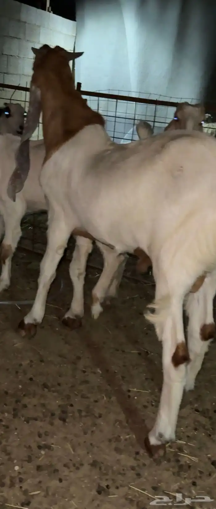 تيس جذع هولندي فاخر 3