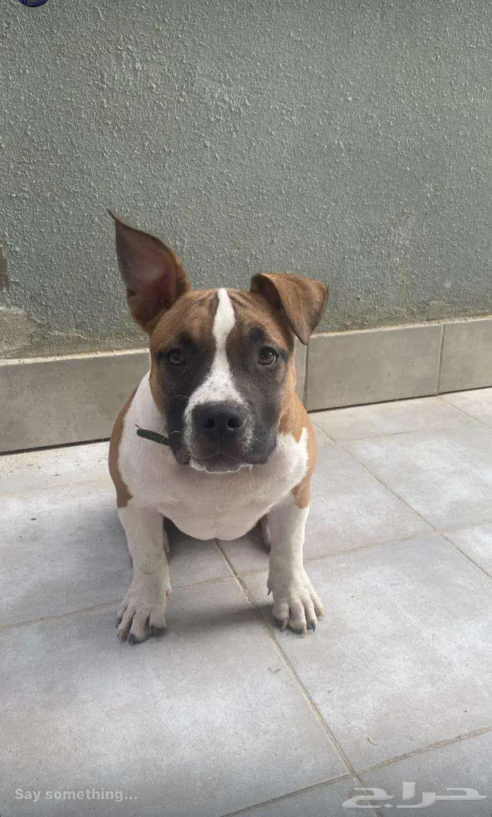 اميركان بولي من سولاله بيتبول حجم اكستريم 0