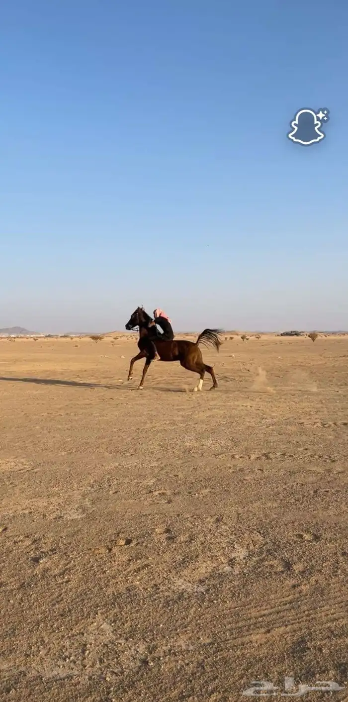 حصان شعبي كفو 2