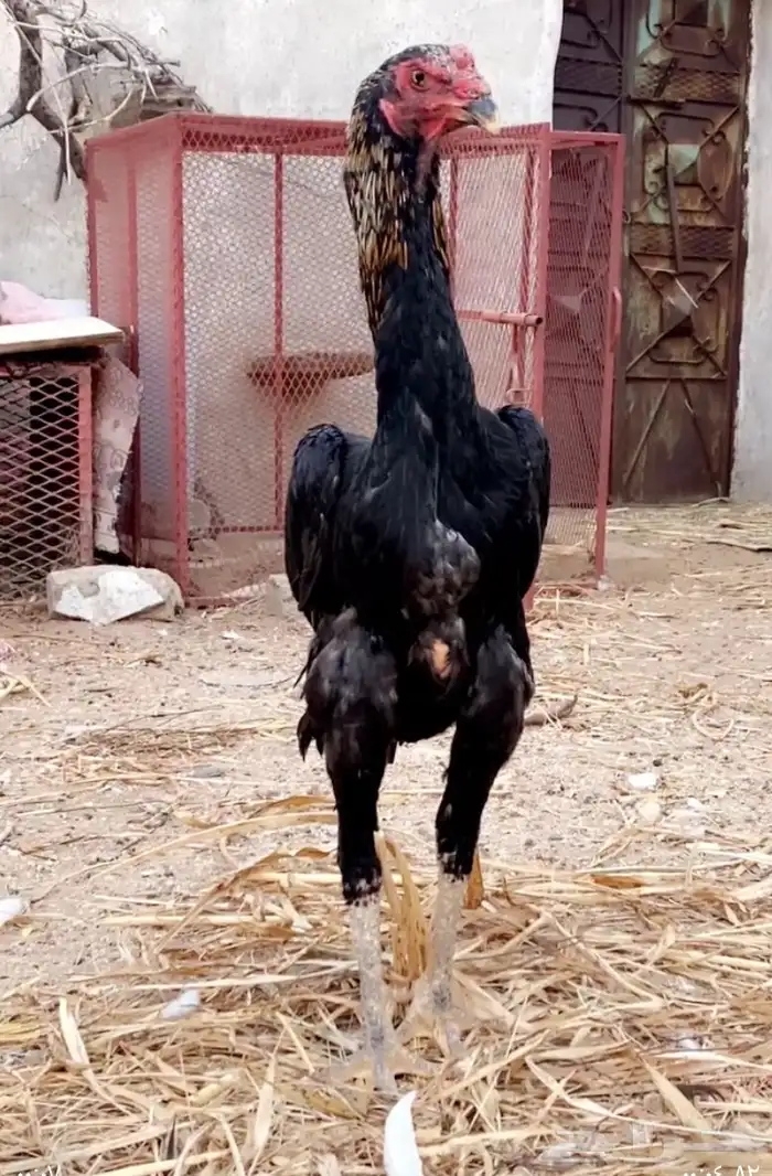 ديك العمر 8 شهور 0