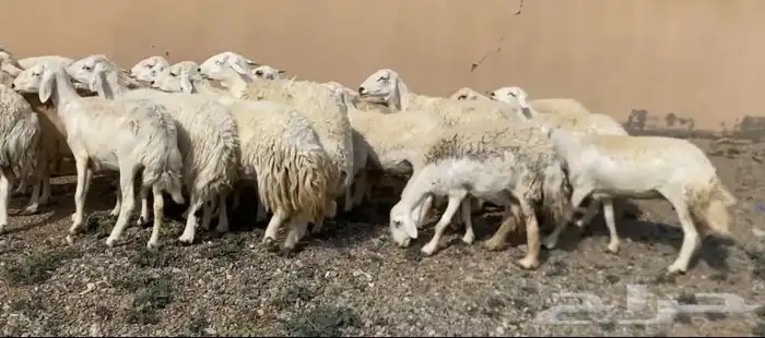 ضان حريات فاخر مقاني 2