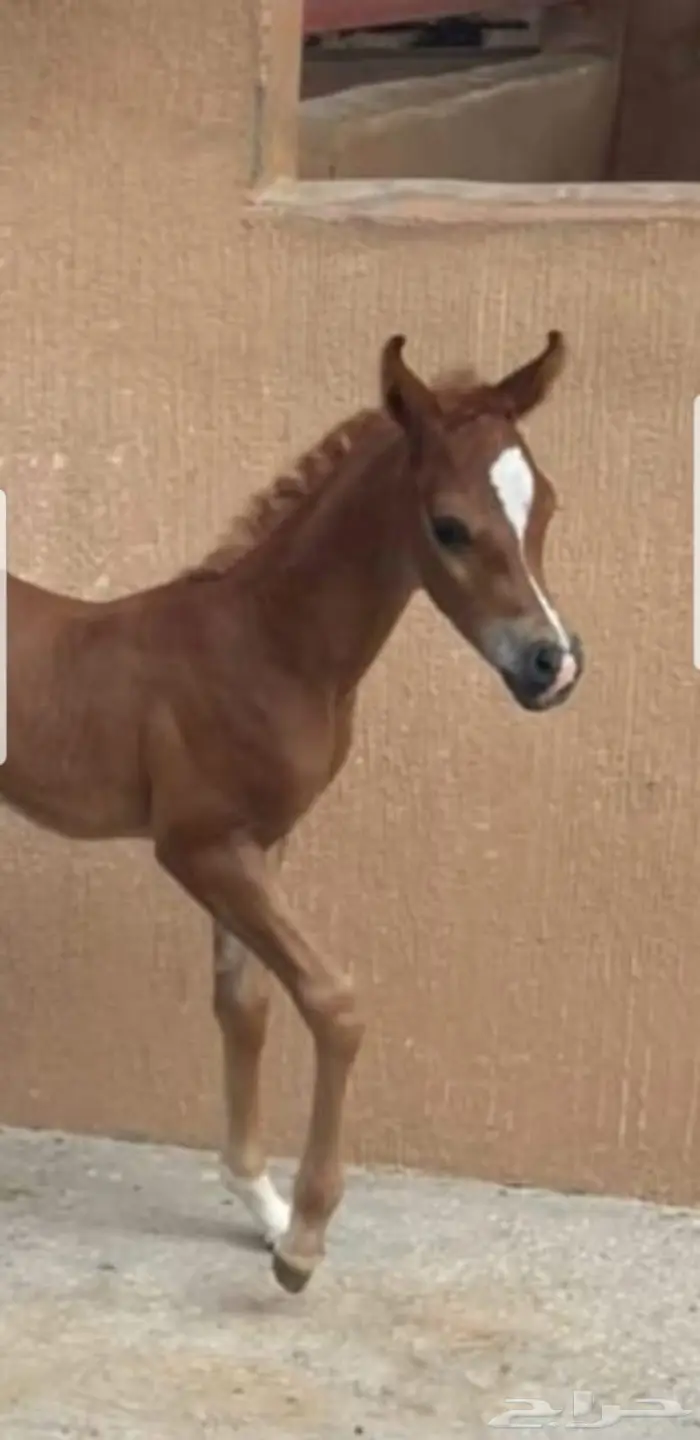 فرس واهو فاخره لقاح على البطل حابس الزبير 4