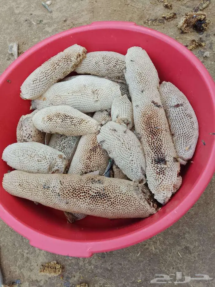 عسل بري حر الكيلوب100 المجموع35 كيلو طازج اليوم. 0