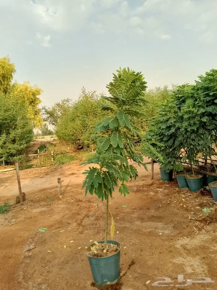 يوجد لدينا نخيل عربي بجميع انواعه وقسم خاص بل اشجار 3