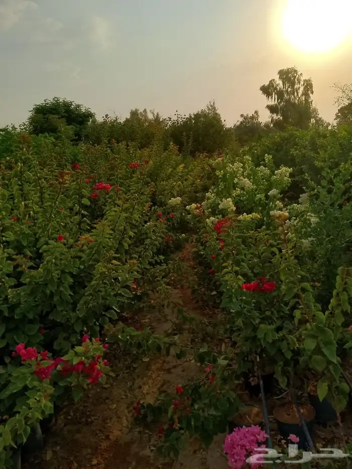 يوجد لدينا نخيل عربي بجميع انواعه وقسم خاص بل اشجار 7