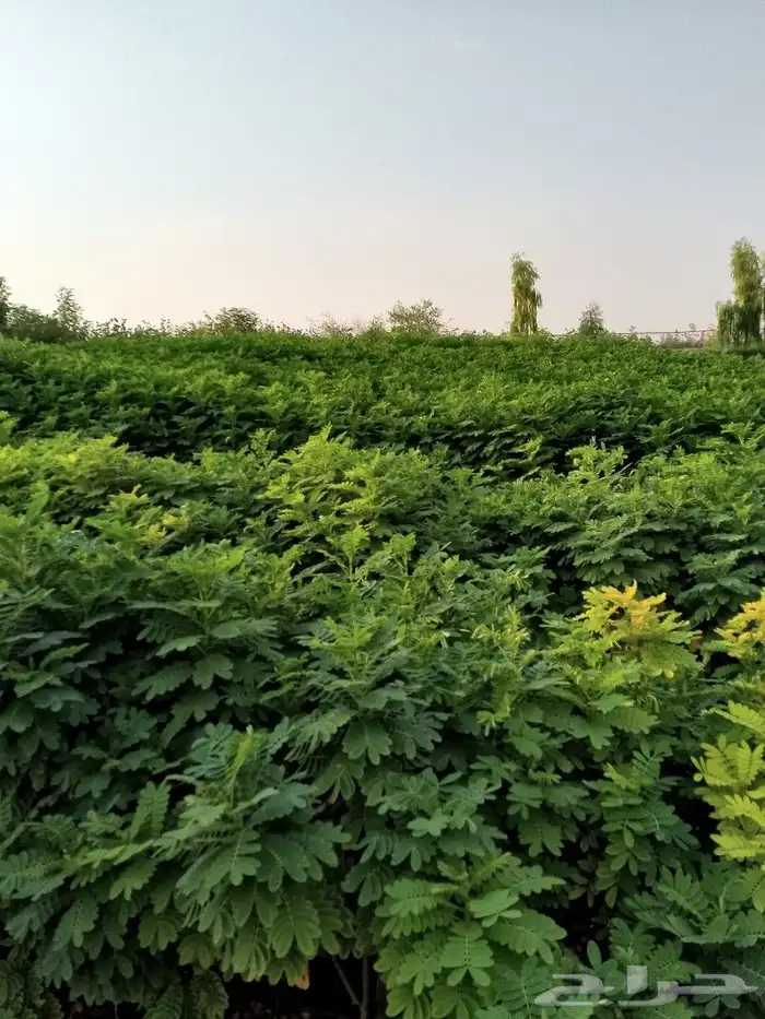 يوجد لدينا نخيل عربي بجميع انواعه وقسم خاص بل اشجار 4