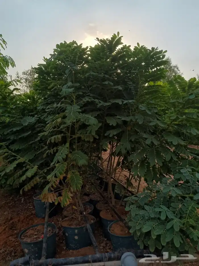 يوجد لدينا نخيل عربي بجميع انواعه وقسم خاص بل اشجار 1