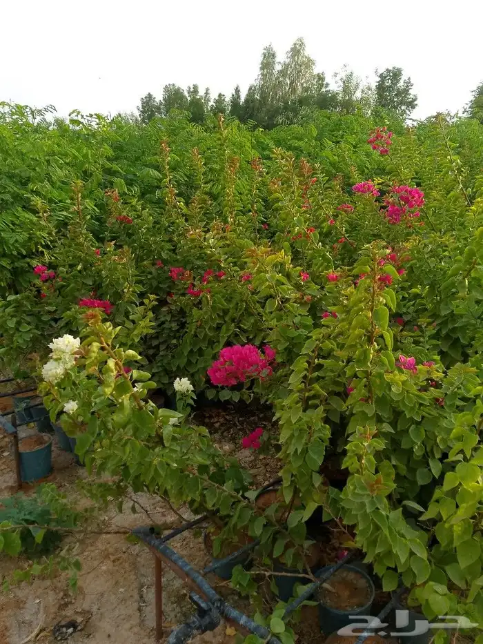 يوجد لدينا نخيل عربي بجميع انواعه وقسم خاص بل اشجار 5