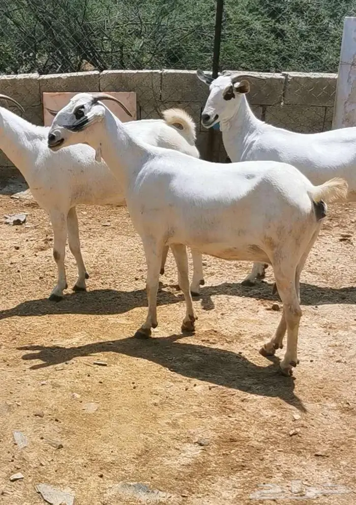 للبيع مشروع فحل بيشي 4