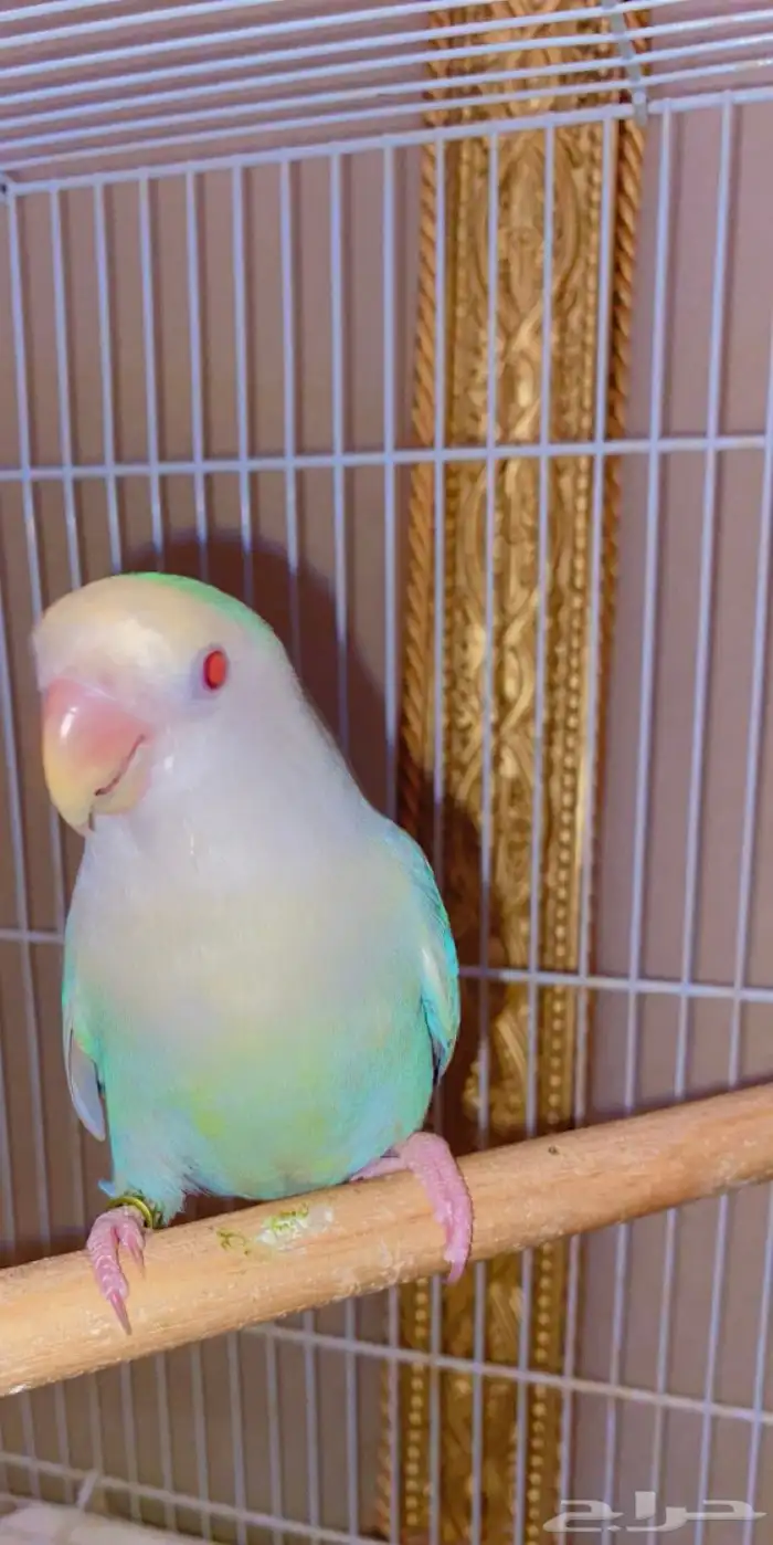 أنثى روز برونز فالو 3