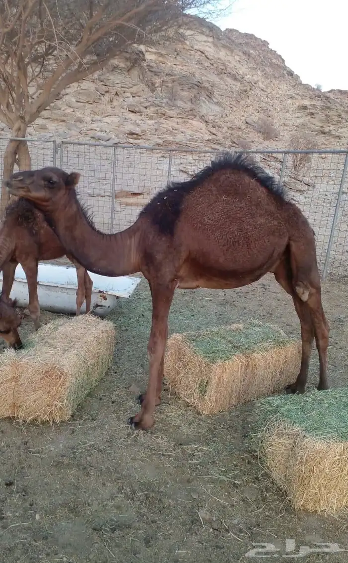 جمل احمر ساحلي 1