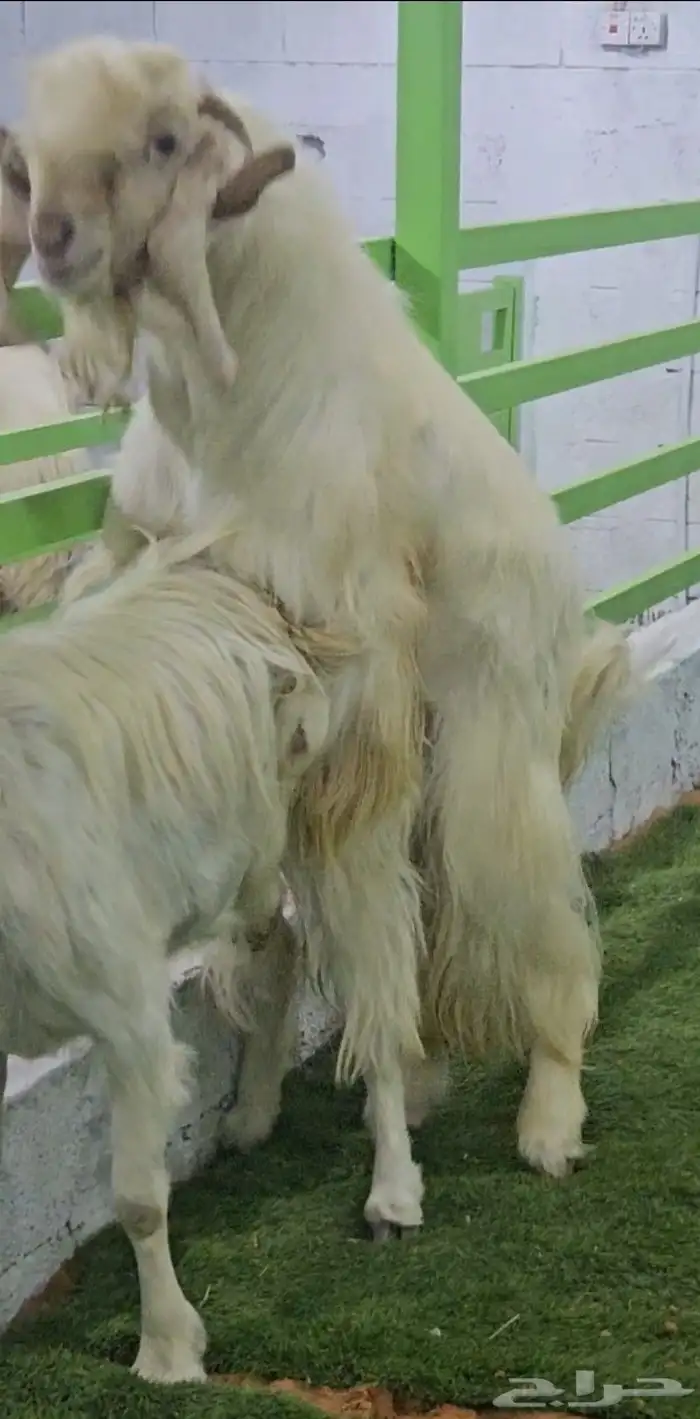 فحل مشروك ابيض كريمي ابرص فاخر من الآخر شرط القريع الحار 10