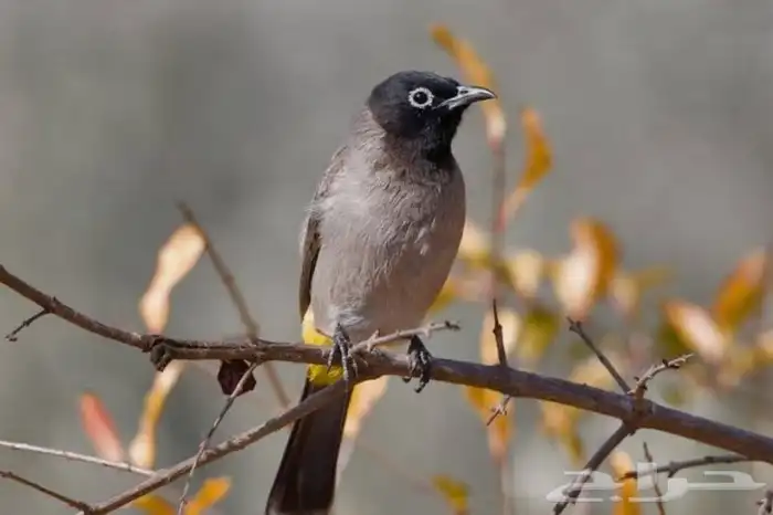 بلبل كعيت منتج ومغرد الزوج ب50 0