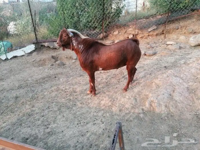 تيس اوشح للبيع في محايل عسير 0