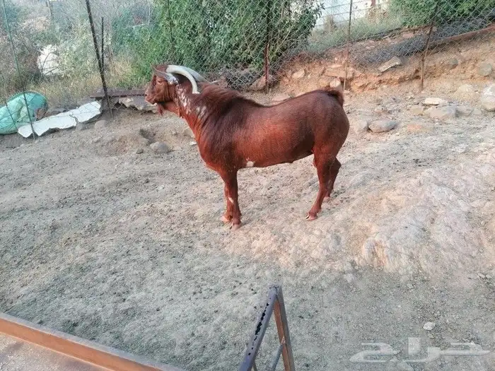 تيس اوشح للبيع في محايل عسير 1