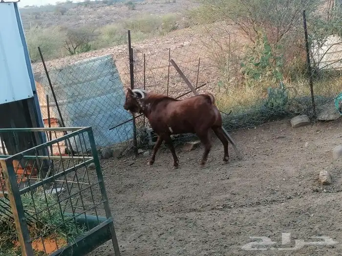 تيس اوشح للبيع في محايل عسير 2