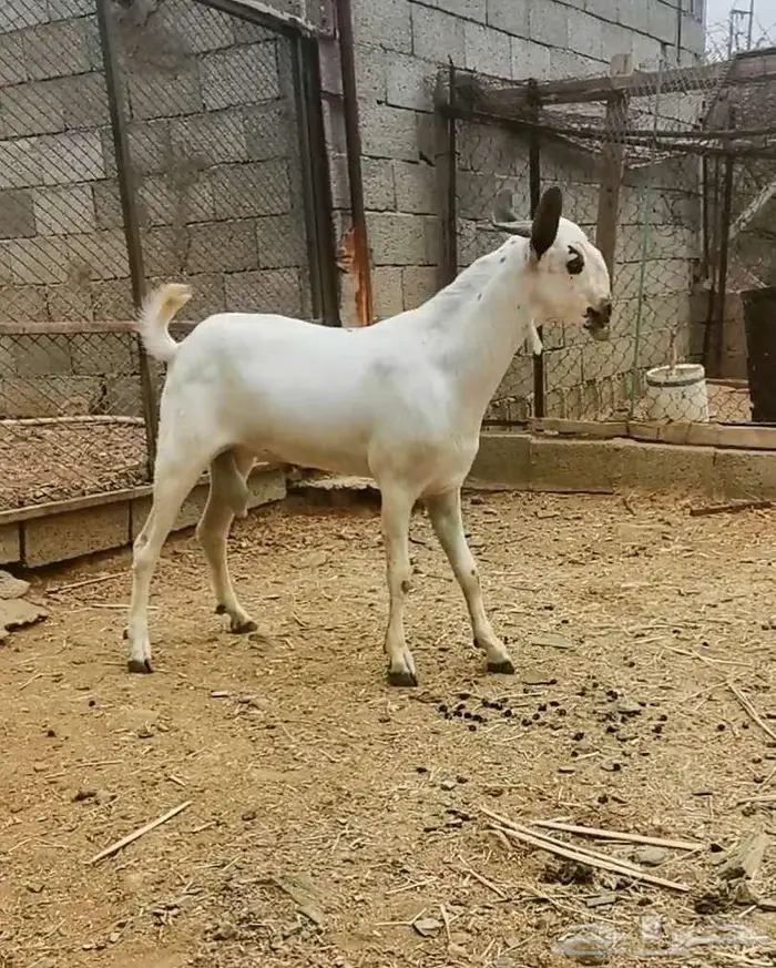 للبيع مشروع فحل بيشي 1