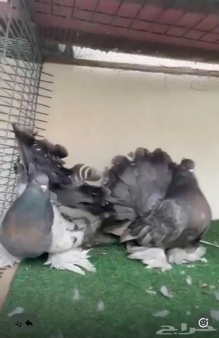 زوج رقاص أمريكي تم البيع 2