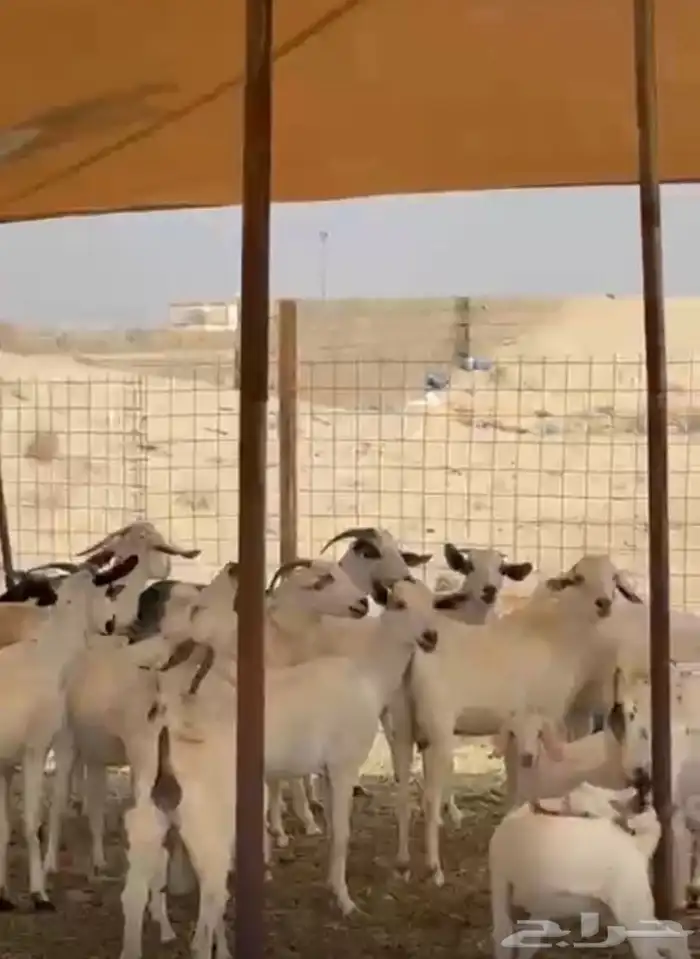 معزاء بيشيات 1