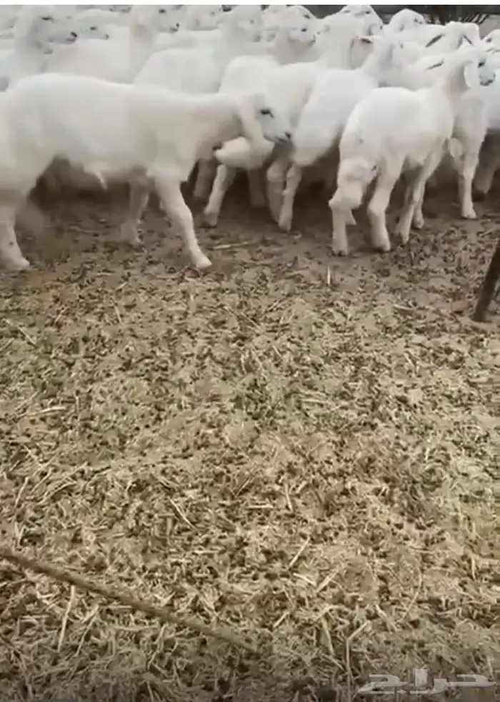 بهم تربيه مرتفع شكل وشعره العمار من ثلاثه شهور 3