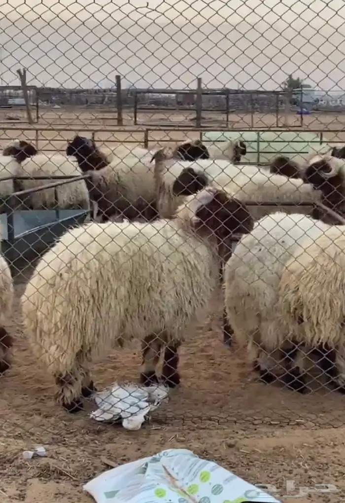 ذبايح نعيمي حري ساكني 2