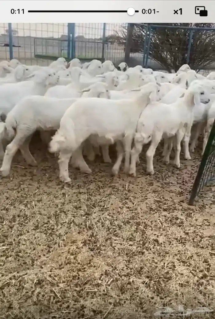 بهم تربيه مرتفع شكل وشعره العمار من ثلاثه شهور 1