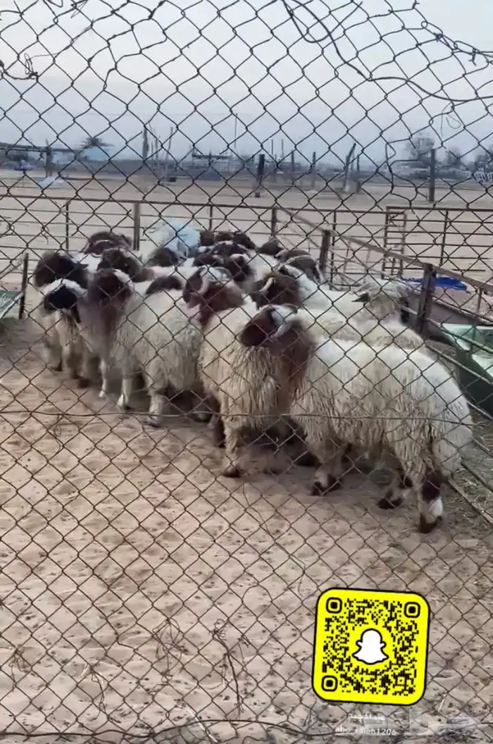 ذبايح نعيمي حري ساكني 4