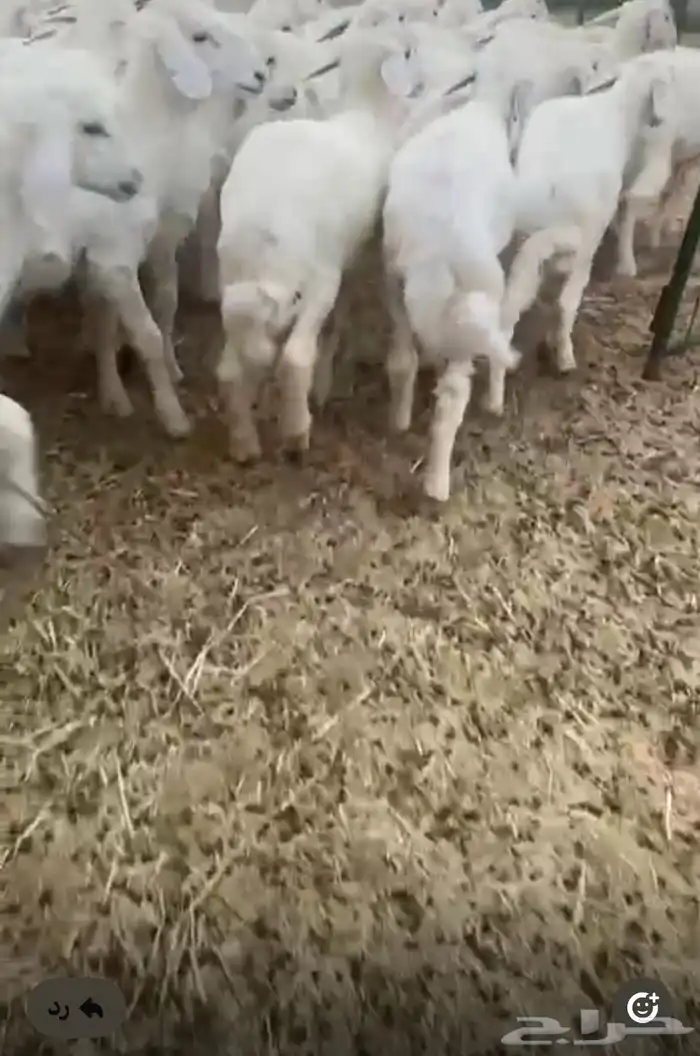 بهم تربيه مرتفع شكل وشعره العمار من ثلاثه شهور 0