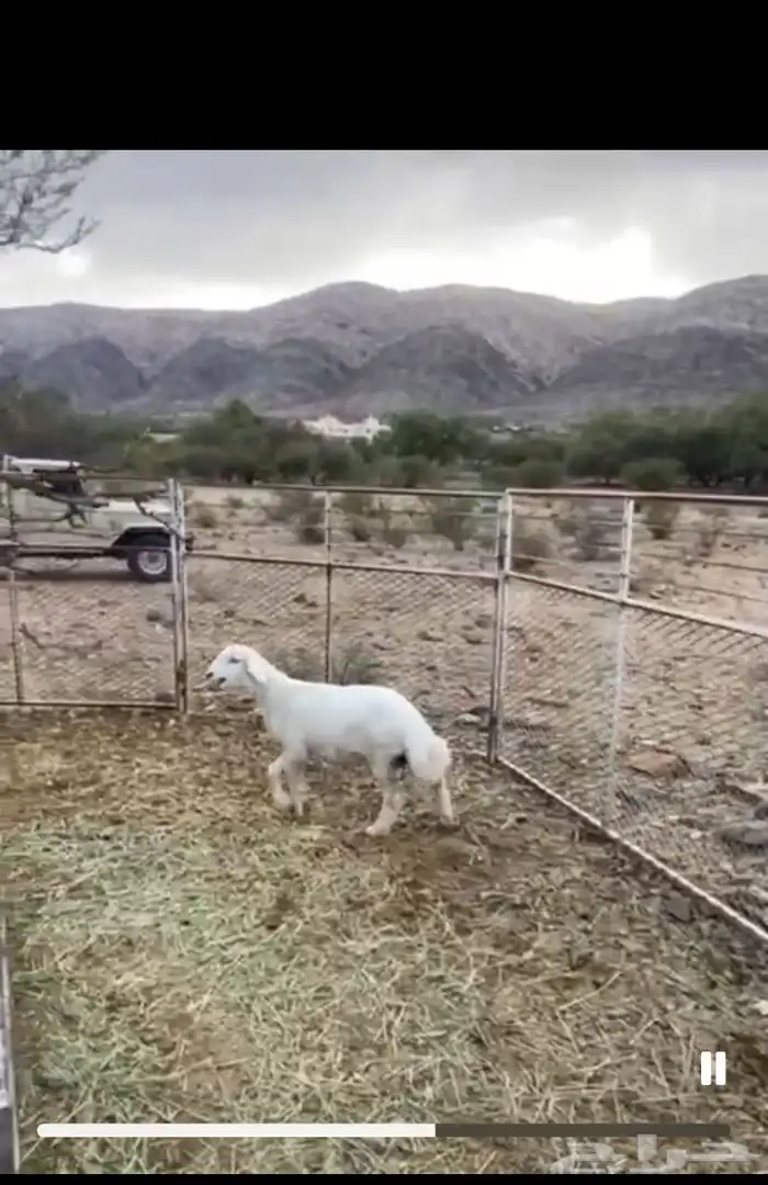 طلي مشروع فحل كفو 0