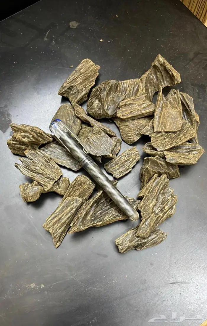 العود الازرق الملكي تبوك 10