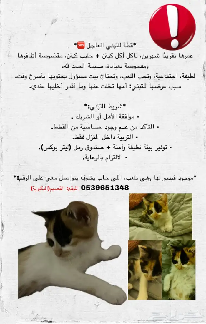 قطه للتبني 0