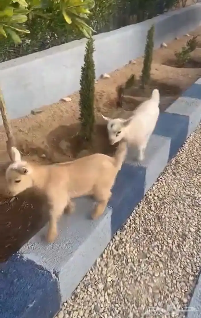 تيوس قزميه للبيع 2