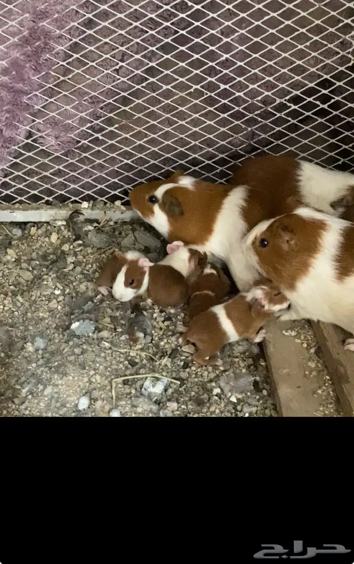 زوج وبران عليها 4 1